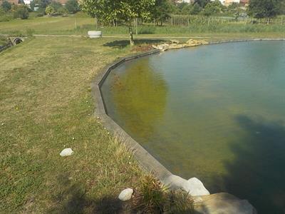 Služby města * Přemístění rybiček a leknínů z Ekocentra Trkmanka do jezírka v relaxačním parku