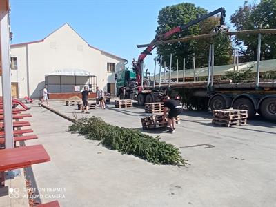 Kultura & folklor * HODY 2025 - Přivezení hodovní máje do města